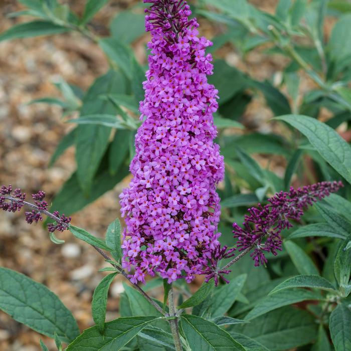 Buzz&reg; 'Magenta Improved' - Buddleia davidii (Butterfly Bush) from RFGN readingfeedandgardennew Upgrade