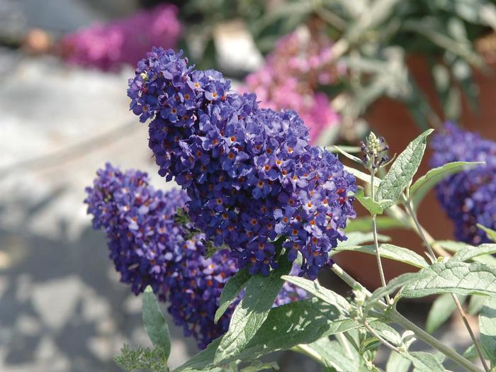 Buzz&reg; Midnight - Buddleia davidii 'Midnight' PPAF (Butterfly Bush) from RFGN readingfeedandgardennew Upgrade
