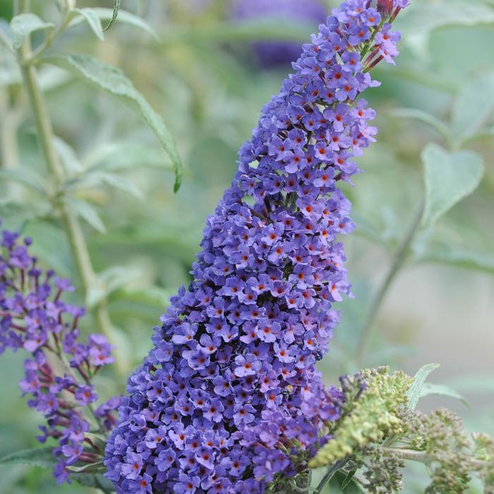 Buzz&reg; Sky Blue - Buddleia davidii (Butterfly Bush) from RFGN readingfeedandgardennew Upgrade