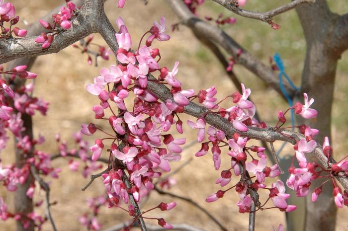 'Ruby Falls' Weeping Redbud - Cercis canadensis from RFGN readingfeedandgardennew Upgrade