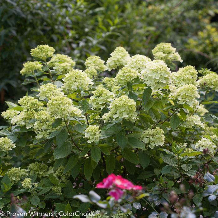 Little Lime® - Hydrangea paniculata from RFGN readingfeedandgardennew Upgrade