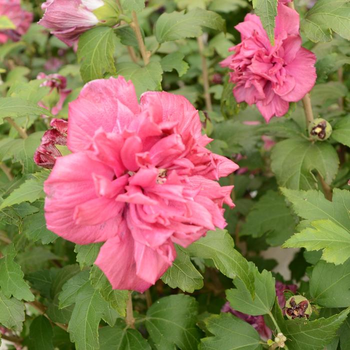 French Cabaret™ Red - Hibiscus syriacus (Rose of Sharon) from RFGN readingfeedandgardennew Upgrade