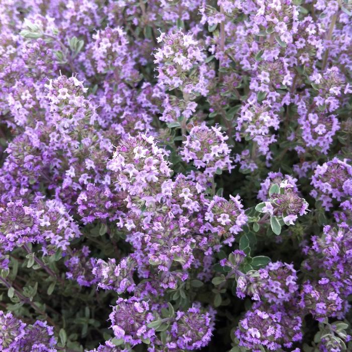 Argenteus Silver Edge Thyme - Thymus x citrodorus ''Argenteus'' (Silver Edge Thyme) from RFGN readingfeedandgardennew Upgrade