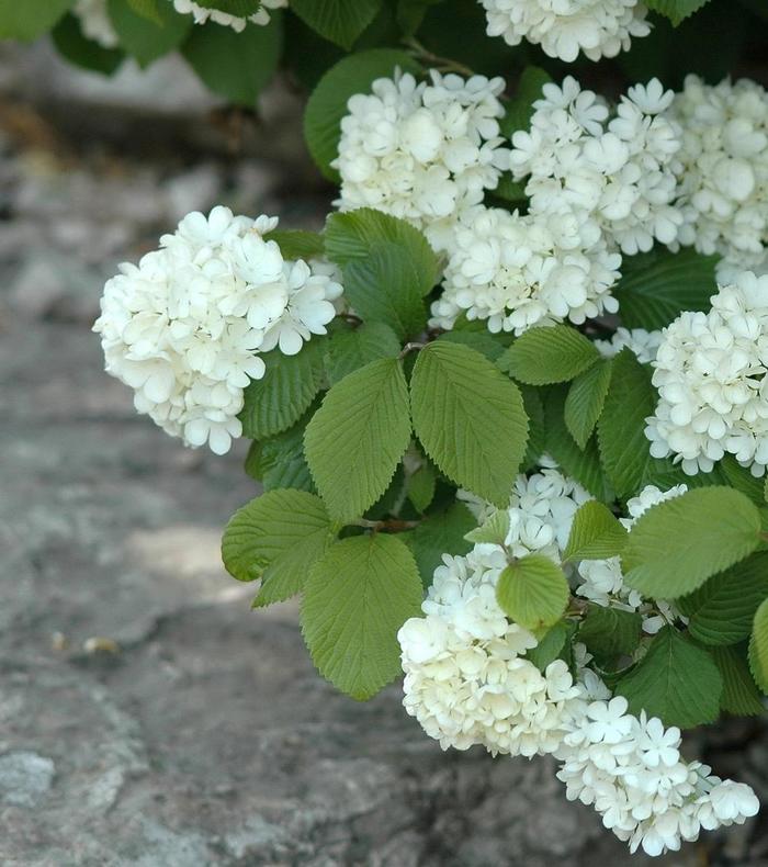 Doublefile Viburnum - Viburnum plicatum v. tomentosum 'Newport' from RFGN readingfeedandgardennew Upgrade