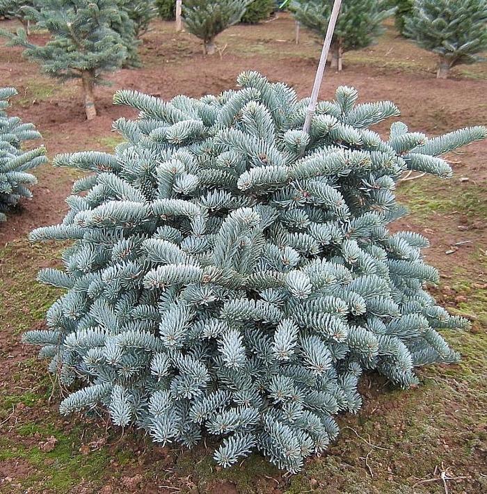 'Glauca' Noble Fir - Abies procera from RFGN readingfeedandgardennew Upgrade