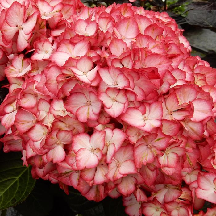 Magical&reg; Kimono&trade; - Hydrangea macrophylla from RFGN readingfeedandgardennew Upgrade