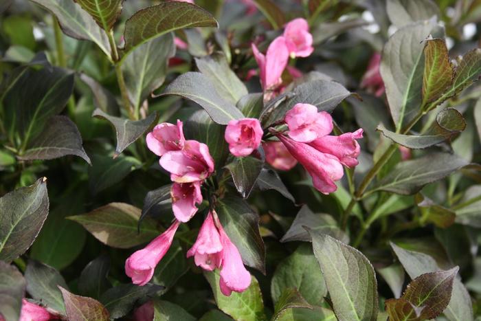 Weigela - Weigela 'Dark Horse' from RFGN readingfeedandgardennew Upgrade
