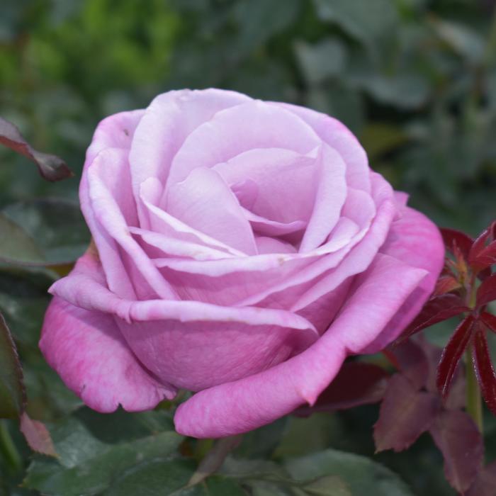 Rose - Rosa 'Fragrant Plum' from RFGN readingfeedandgardennew Upgrade