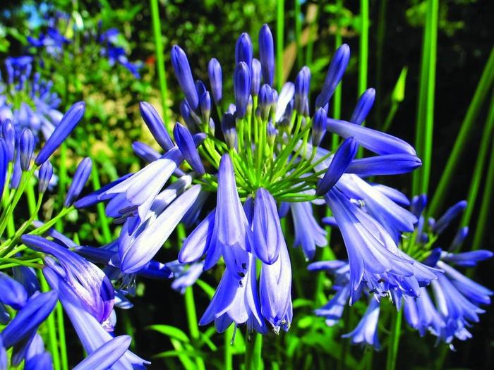 'Jonie Blue' - Agapanthus praecox from RFGN readingfeedandgardennew Upgrade