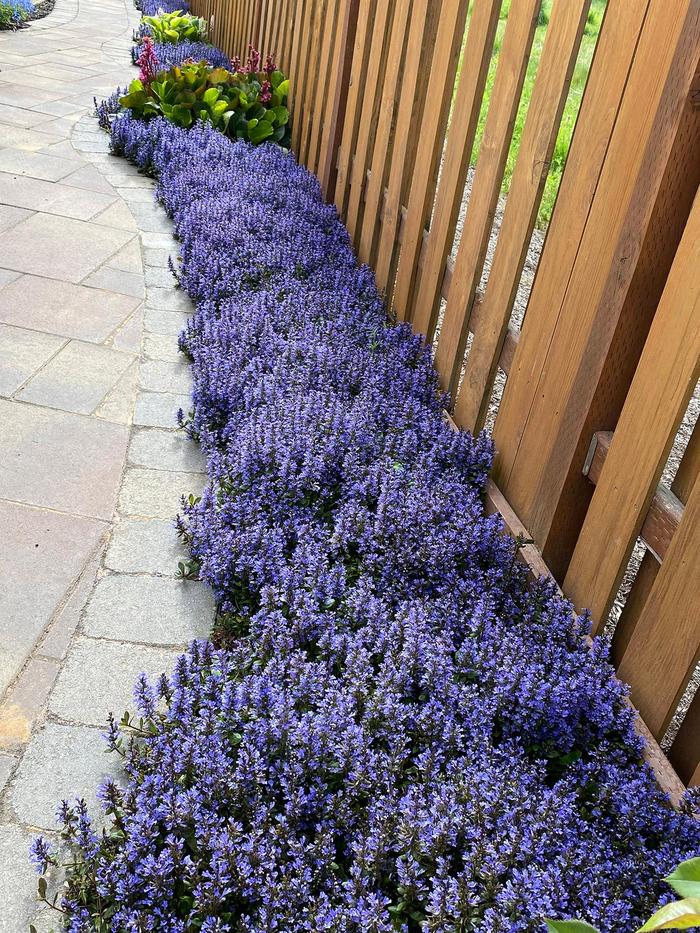 'Blueberry Muffin' - Ajuga reptans from RFGN readingfeedandgardennew Upgrade