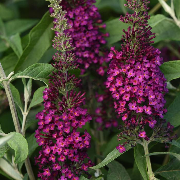 Chrysalis™ Cranberry - Buddleia davidii (Butterfly Bush) from RFGN readingfeedandgardennew Upgrade