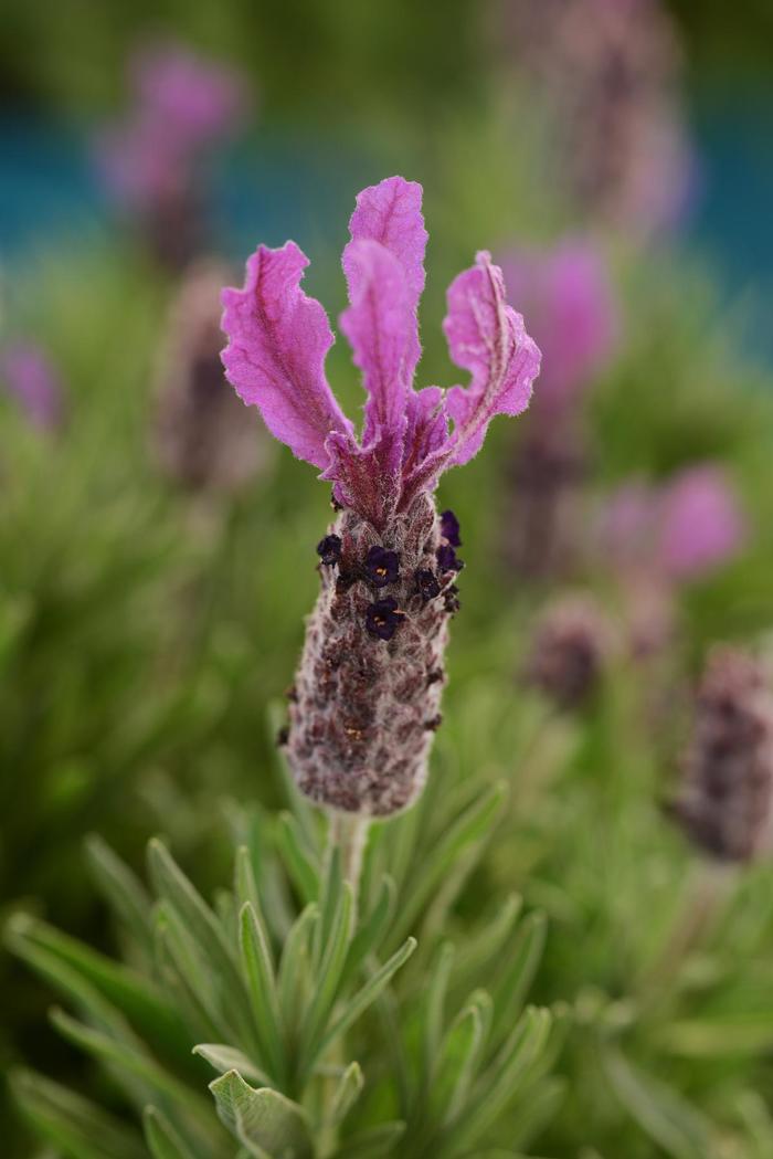 Bright Luxurious Spanish Lavender - Lavandula Anouk Tree from RFGN readingfeedandgardennew Upgrade