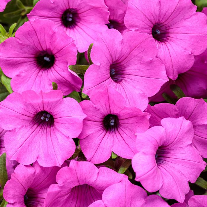 Supertunia Vista® Jazzberry® - Petunia hybrid from RFGN readingfeedandgardennew Upgrade