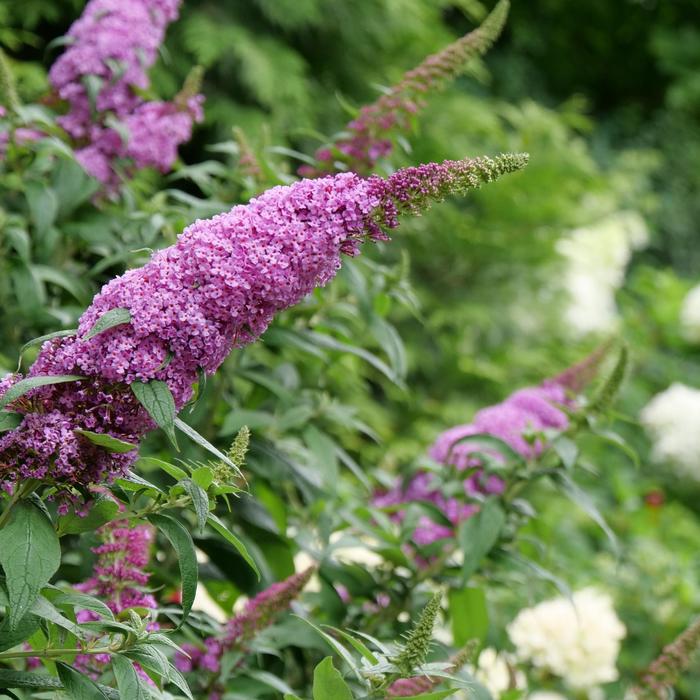 Butterfly Bush - Buddleia 'SMNBDB' PPAF, Can PBRAF (Butterfly Bush) from RFGN readingfeedandgardennew Upgrade