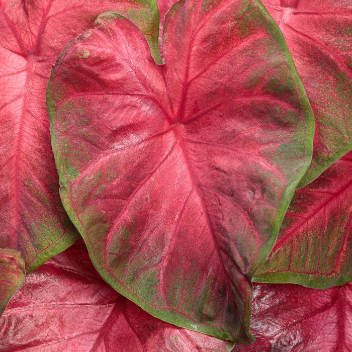 Heart to Heart®: 'Hot Flash' - Caladium hortulanum from RFGN readingfeedandgardennew Upgrade