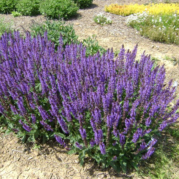 'Blue by You' - Salvia nemorosa (Meadow Sage) from RFGN readingfeedandgardennew Upgrade