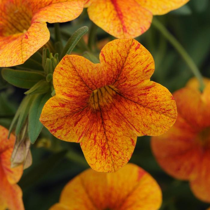 Terracotta Million Bells - Calibrachoa ''Terracotta'' (Million Bells) from RFGN readingfeedandgardennew Upgrade