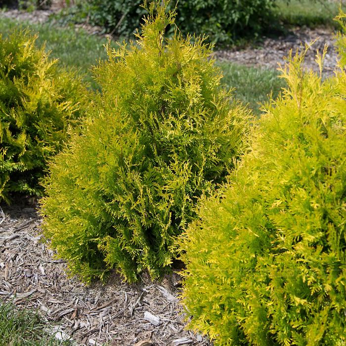 'Lemon Burst™' Arborvitae - Thuja occidentalis from RFGN readingfeedandgardennew Upgrade