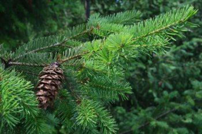 Douglas fir - Pseudotsuga menziesii (Douglas fir) from RFGN readingfeedandgardennew Upgrade