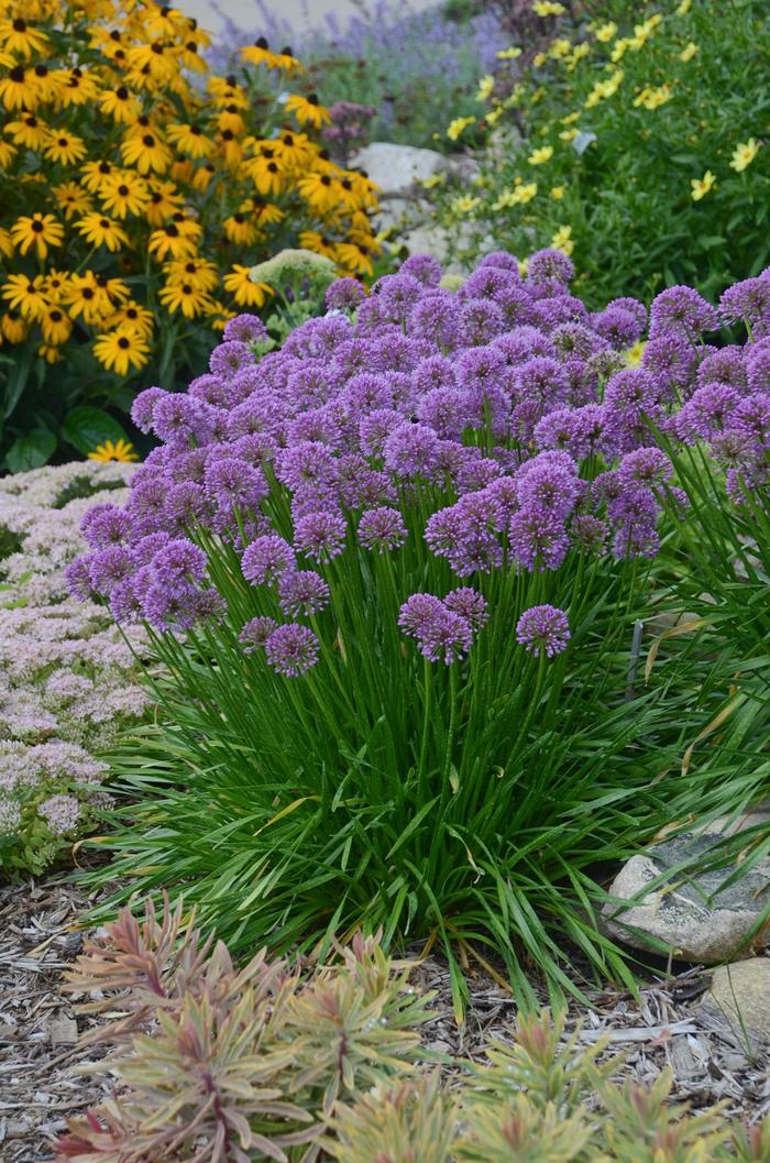 Ornamental Onion - Allium 'Millennium' from RFGN readingfeedandgardennew Upgrade