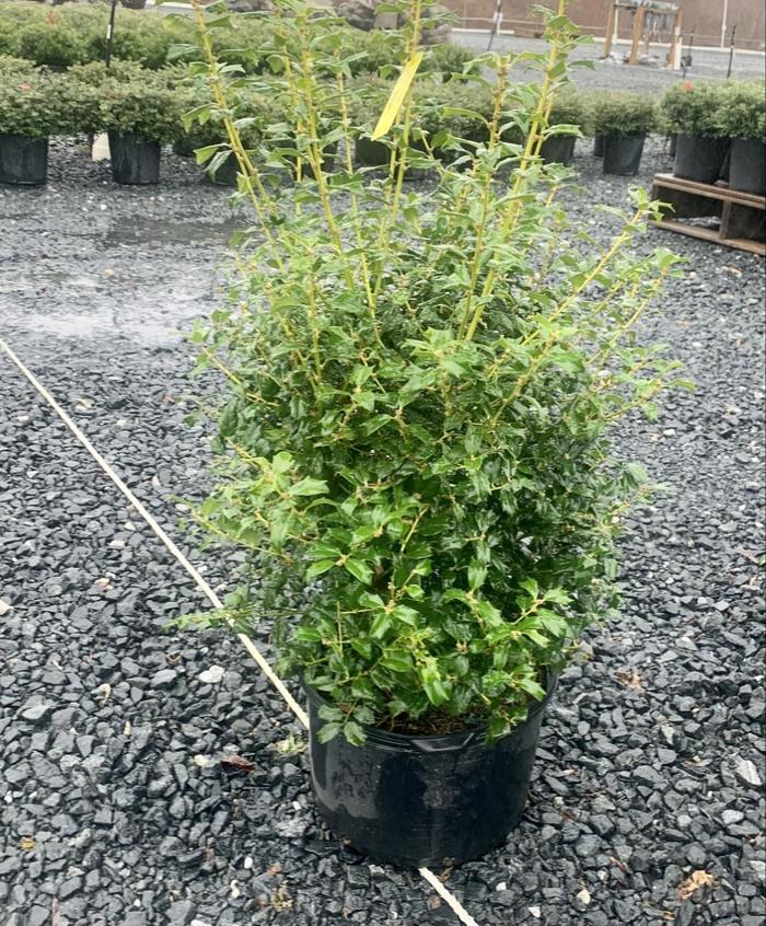 China Boy Holly - Ilex x meserveae 'Mesdob' (Holly) from RFGN readingfeedandgardennew Upgrade