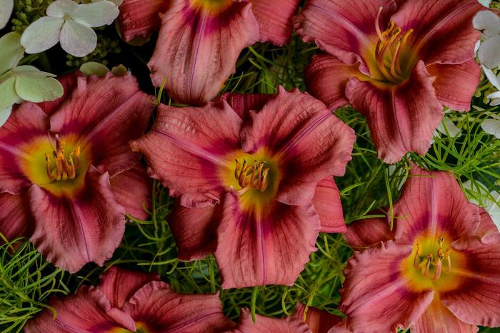 'Rosy Returns' - Hemerocallis (Daylily) from RFGN readingfeedandgardennew Upgrade