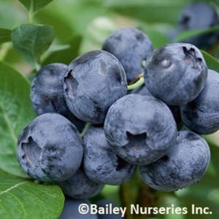 Northblue Blueberry - Blueberry x 'Northblue' from RFGN readingfeedandgardennew Upgrade