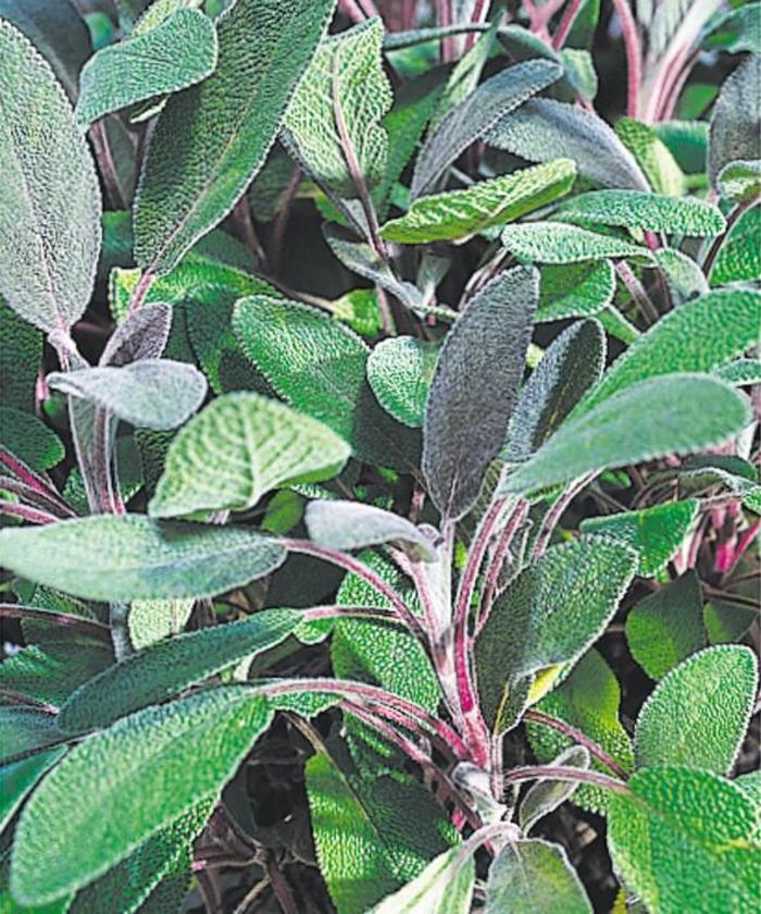 Purple Sage - Salvia purpurea from RFGN readingfeedandgardennew Upgrade
