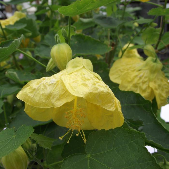 'Yellow Finch' Flowering Maple - Abutilon hybrid from RFGN readingfeedandgardennew Upgrade