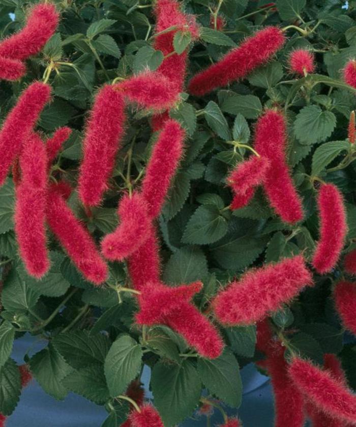 Firetail - Acalypha pendula from RFGN readingfeedandgardennew Upgrade