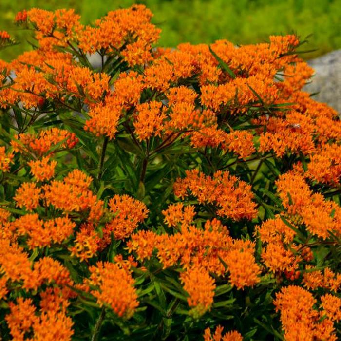 Butterfly Milkweed - Asclepias tuberosa from RFGN readingfeedandgardennew Upgrade