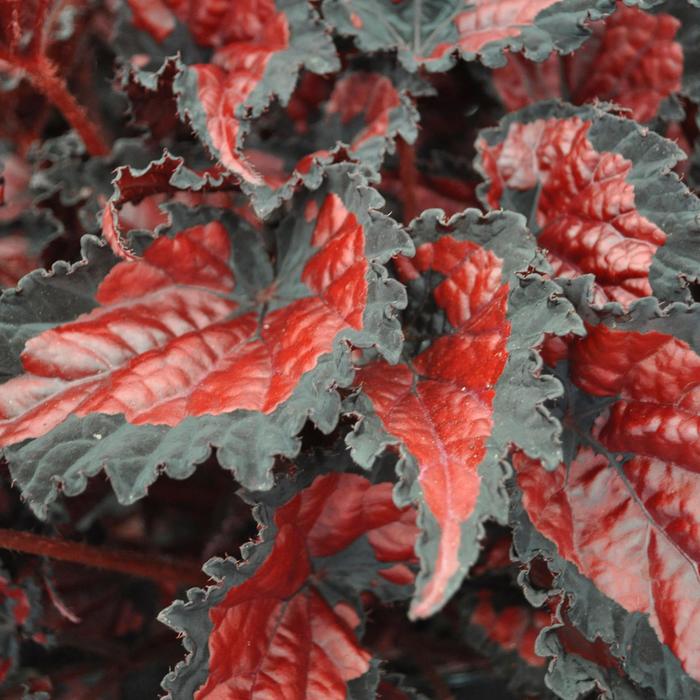 Shadow King® Black Cherry Rex Begonia - Begonia rex-cultorum from RFGN readingfeedandgardennew Upgrade