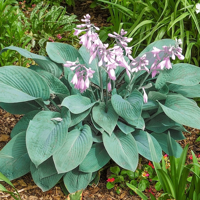 Hosta - Hosta 'Abby' from RFGN readingfeedandgardennew Upgrade