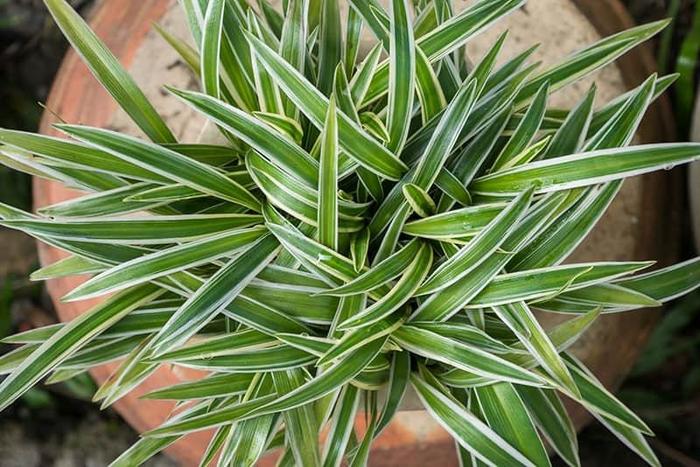 Spider Plant - Chlorophytum comosum (Spider Plant) from RFGN readingfeedandgardennew Upgrade