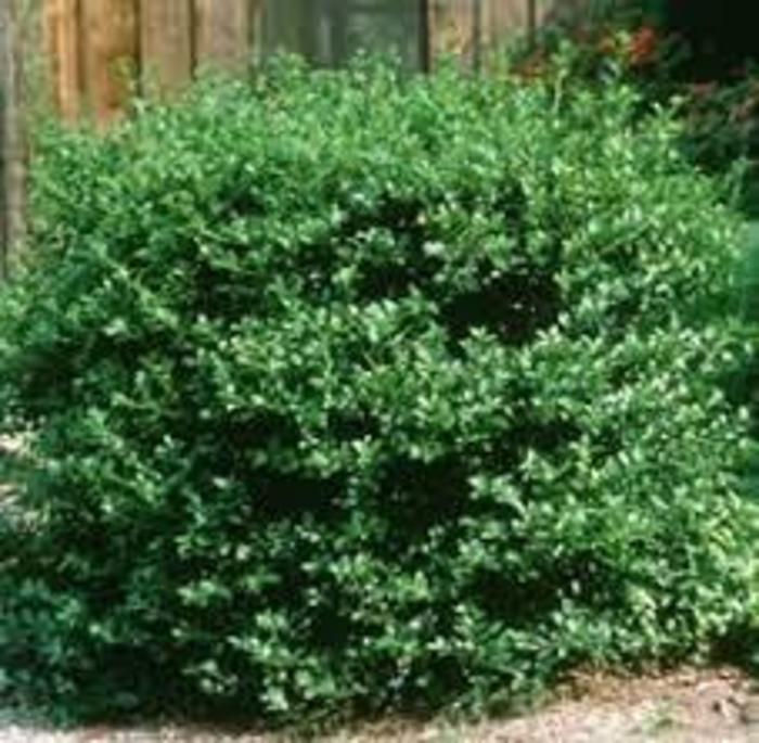 Southern Gentleman Winterberry - Ilex verticillata 'Southern Gentleman' (Winterberry) from RFGN readingfeedandgardennew Upgrade