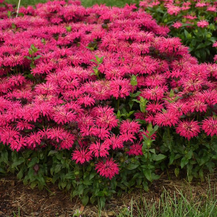 Leading Lady Razzberry Bee Balm - Monarda ''Leading Lady Razzberry'' PPAF (Bee Balm) from RFGN readingfeedandgardennew Upgrade