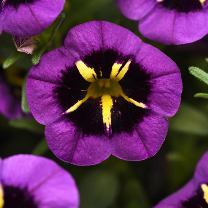 Cabaret® Midnight Kiss - Calibrachoa ''Midnight Kiss'' (Trailing Petunia) from RFGN readingfeedandgardennew Upgrade