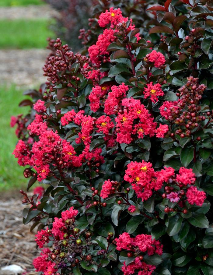 Barista&reg; Cherry Mocha - Lagerstroemia indica ''Cherry Mocha'' PP28281 (Crapemyrtle) from RFGN readingfeedandgardennew Upgrade