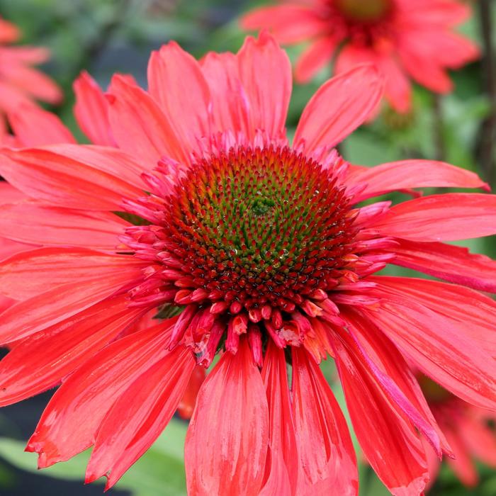 Cara Mia™ Red Coneflower - Echinacea hybrid from RFGN readingfeedandgardennew Upgrade