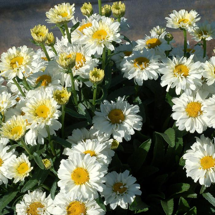 'Sugar Bowl' Shasta Daisy - Leucanthemum from RFGN readingfeedandgardennew Upgrade