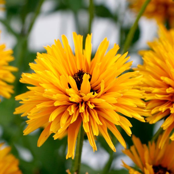 Black-Eyed Susan - Rudbeckia 'Lion Cub' from RFGN readingfeedandgardennew Upgrade