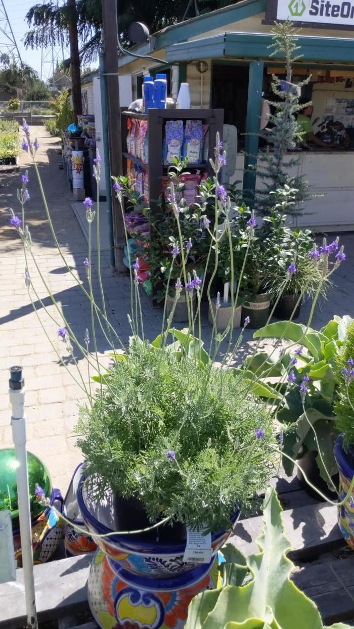 Pinnata Lavender - Lavandula pinnata (Pinnata Lavender) from RFGN readingfeedandgardennew Upgrade