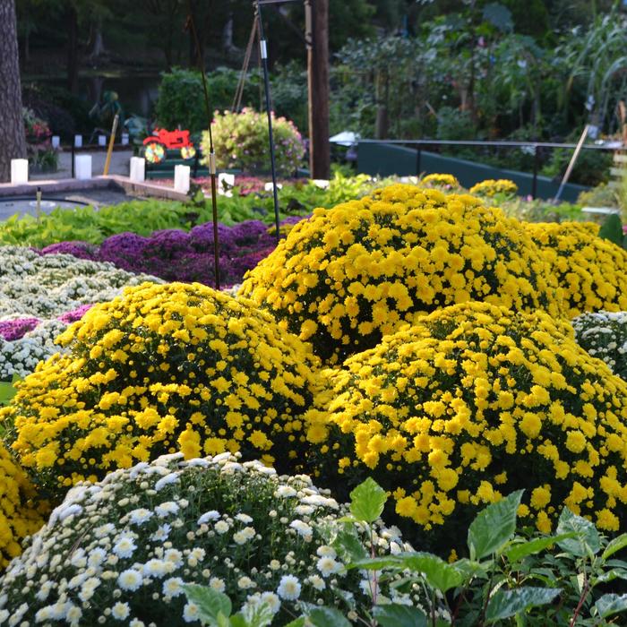 Mums - Various Colors - Chrysanthemum from RFGN readingfeedandgardennew Upgrade