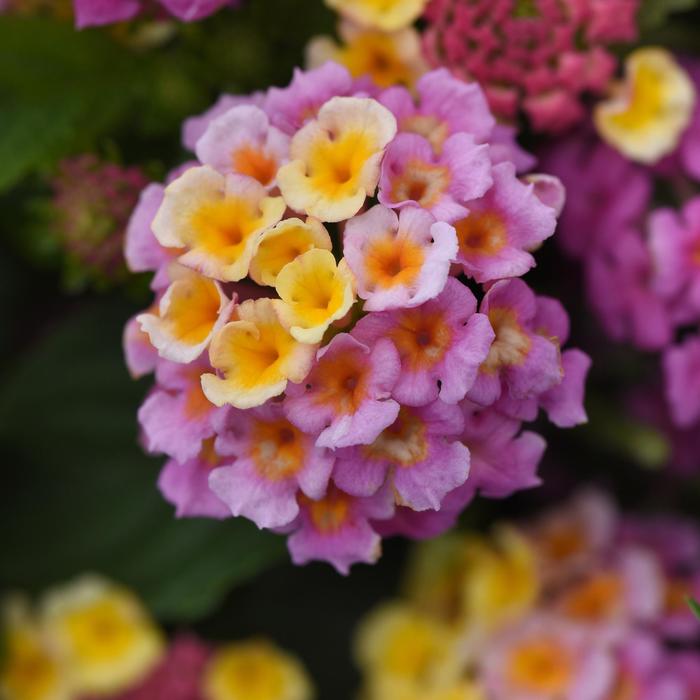 Lucky™ Pink - Lantana camara from RFGN readingfeedandgardennew Upgrade