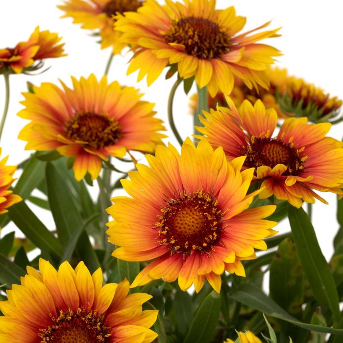 Realflor® SM Sunset Orange - Gaillardia (Blanket flower) from RFGN readingfeedandgardennew Upgrade