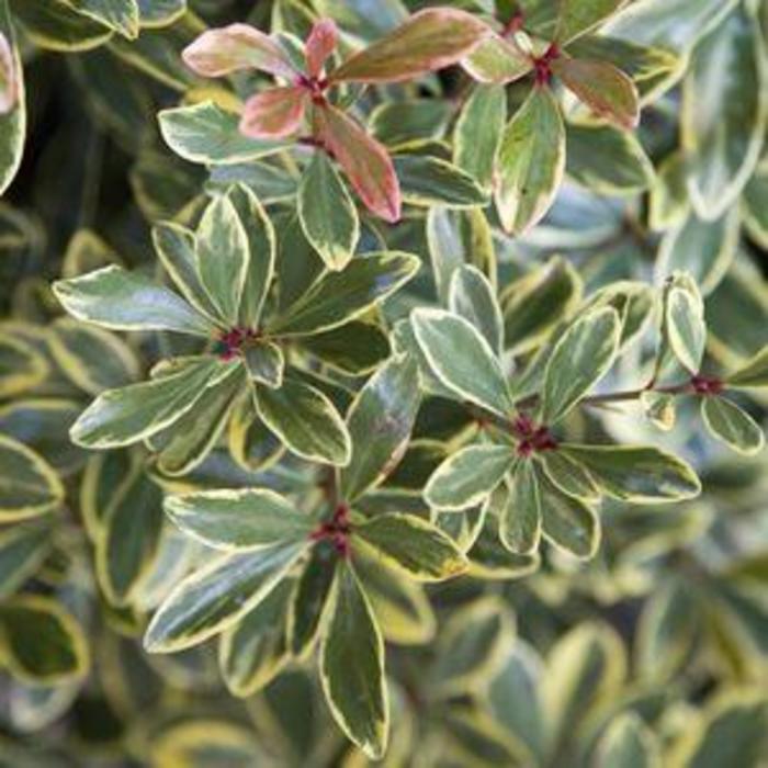 Mrs. Schiller's Delight Viburnum - Viburnum obovatum 'Mrs. Schiller's Delight' (Viburnum) from RFGN readingfeedandgardennew Upgrade