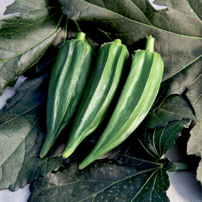 'Green Fingers' Okra - Abelmoschus esculentus from RFGN readingfeedandgardennew Upgrade