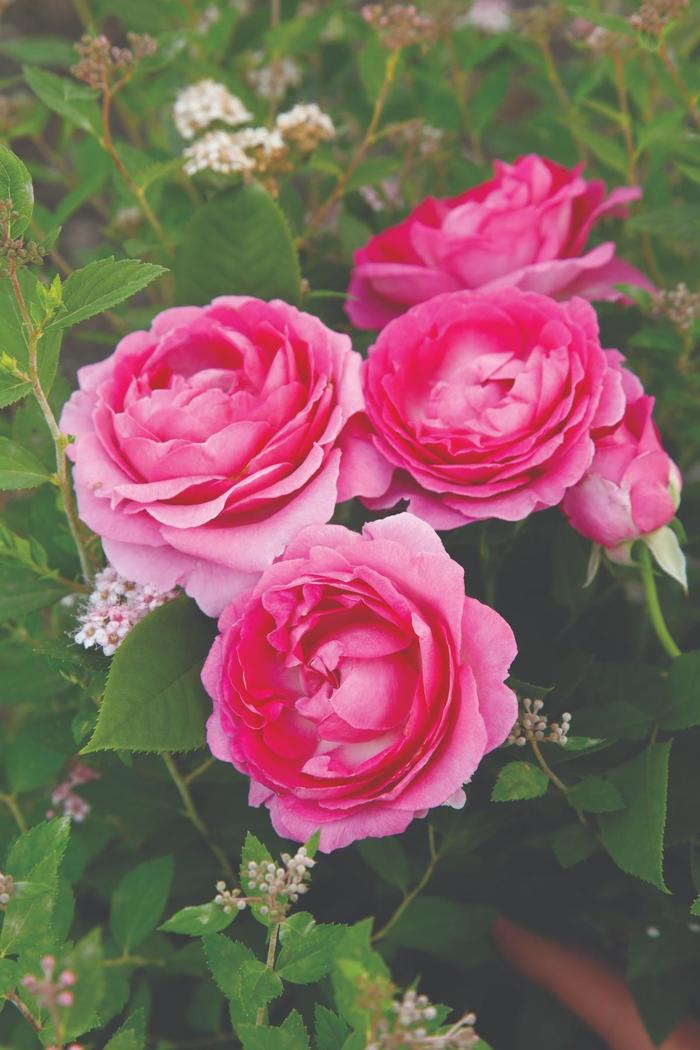 Raspberry Cupcake&trade; Rose - Rosa 'KORcarmsis' PP33406 (Rose) from RFGN readingfeedandgardennew Upgrade