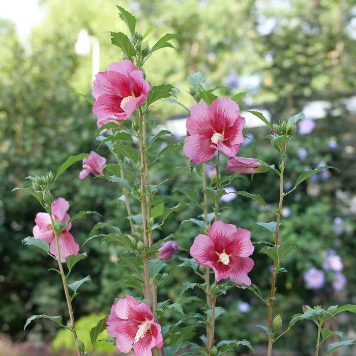 Red Pillar® Rose of Sharon - Hibiscus syriacus from RFGN readingfeedandgardennew Upgrade