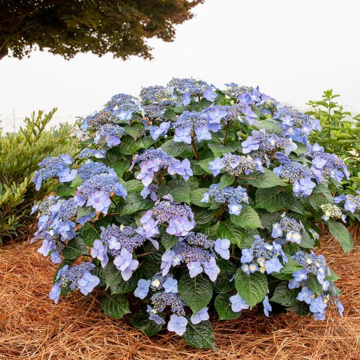 'Pop Star®' Bigleaf Hydrangea - Hydrangea macrophylla from RFGN readingfeedandgardennew Upgrade